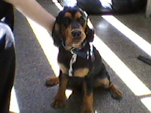 duke centado es bello duke centado es bello